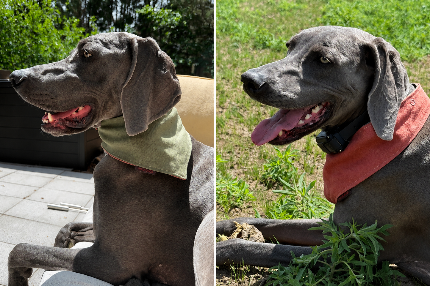 Mad Drool Companion™ Animal Bandanas - Hemp & Cotton Collection