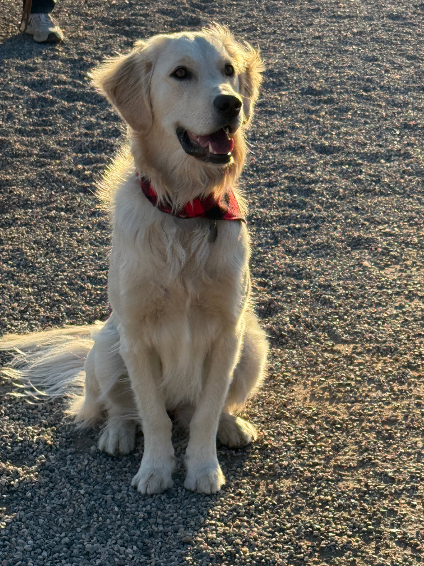 Mad Drool Companion™ Holiday Collection 2025- Animal Bandanas- SALE!