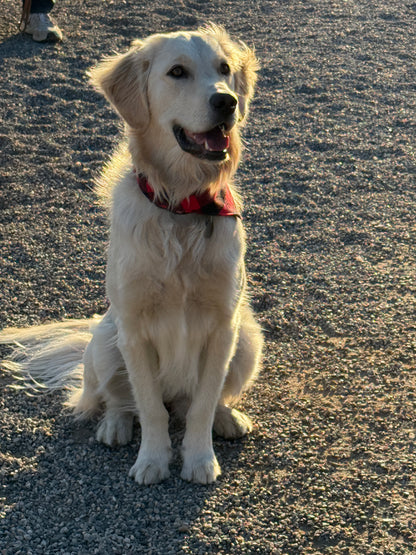 Mad Drool Companion™ Holiday Collection 2025- Animal Bandanas- SALE!