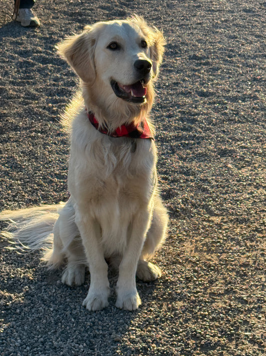 Mad Drool Companion™ Holiday Collection 2025- Animal Bandanas- SALE!