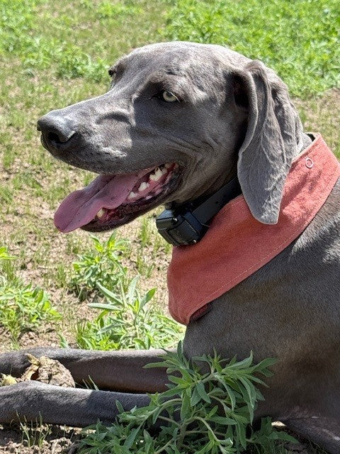 Mad Drool Companion™ Animal Bandanas - Hemp & Cotton Collection