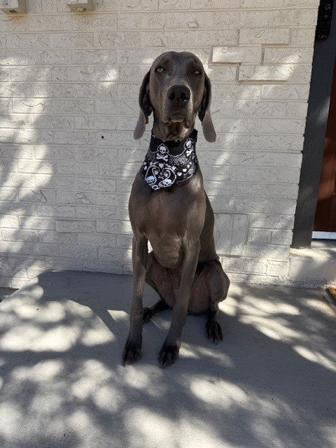 Mad Drool Companion™ Animal Bandanas - Skulls