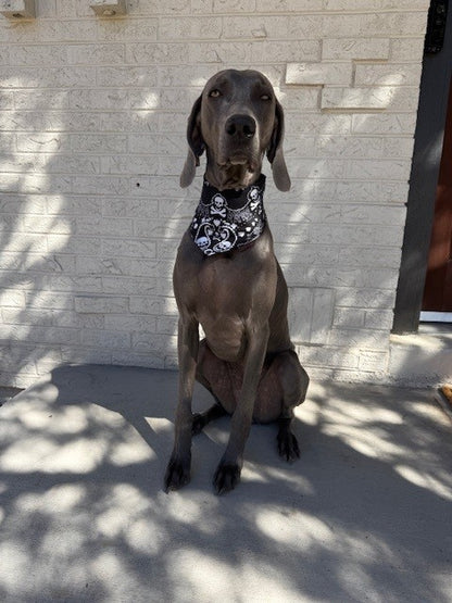 Mad Drool Companion™ Animal Bandanas - Skulls