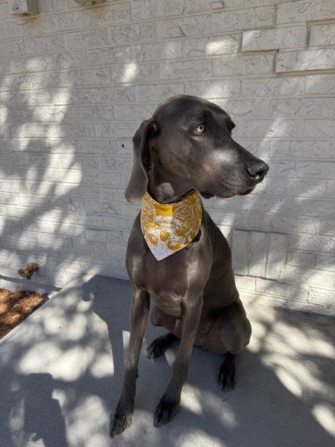Mad Drool Companion™ Animal Bandanas - Skulls
